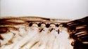 2010 - Peinture sur sable en direct, Evénementiel, Orléans