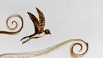 2016 : : Spectacle dessin sur sable (oiseau) : Souffle {JPEG}